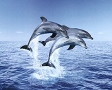 Endangered Dolphins