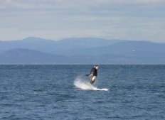 whale watching anacortes