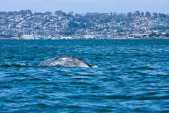 san diego whale watching