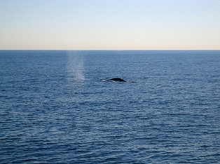 whale watching long beach