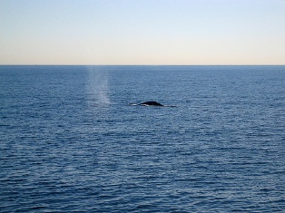 Whale Watching Long Beach