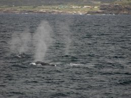 whale watching sydney