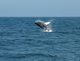 santa barbara whale watching
