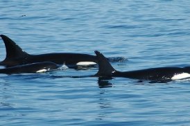 orca whale watching