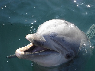adopt a dolphin
