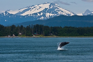 alaska whale watching cruise