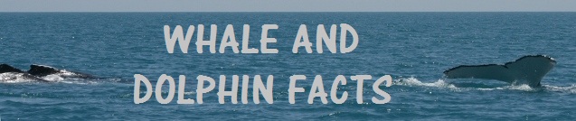 baby bottlenose dolphin