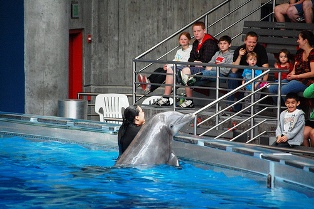 dolphin show