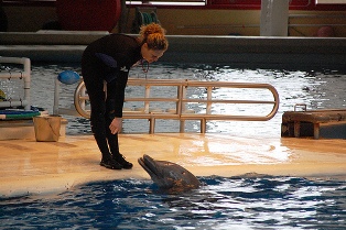 dolphins in captivity