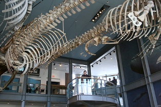 new bedford whaling museum