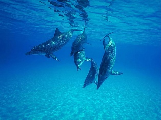 save the dolphins