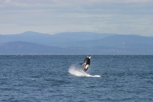 whale watching anacortes