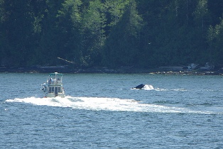 whale watching bellingham