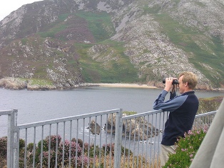 whale watching in ireland