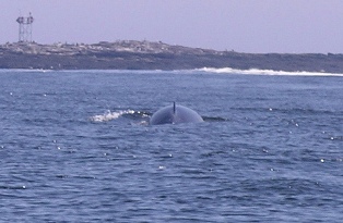 whale watching in maine