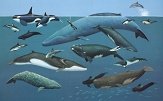 Endangered Whales and Dolphins