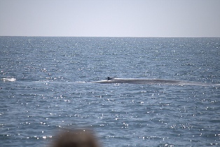 Whale Watching Dana Point